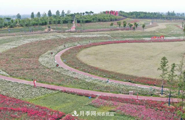 南阳月季:唐河县圆满完成月季“三个一”工程建设任务(图1) 南阳月季:唐河县圆满完成月季“三个一”工程建设任务(图1)