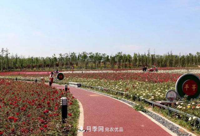 南阳月季:唐河县圆满完成月季“三个一”工程建设任务(图3) 南阳月季:唐河县圆满完成月季“三个一”工程建设任务(图3)