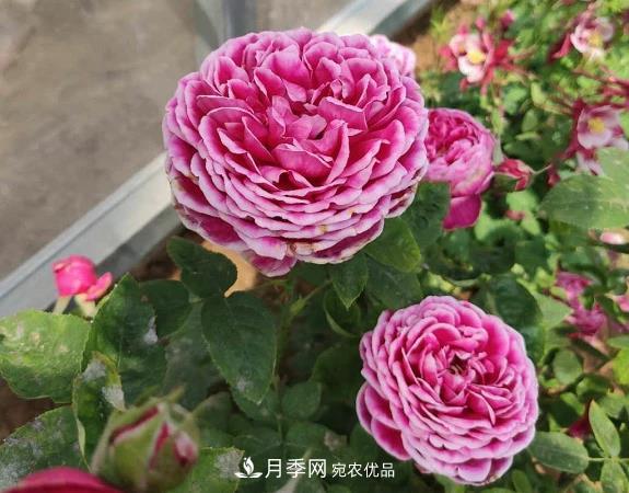 秋季无论地栽还是盆栽月季,一定要多施肥,明年才能花开不停(图1) 秋季无论地栽还是盆栽月季,一定要多施肥,明年才能花开不停(图1)