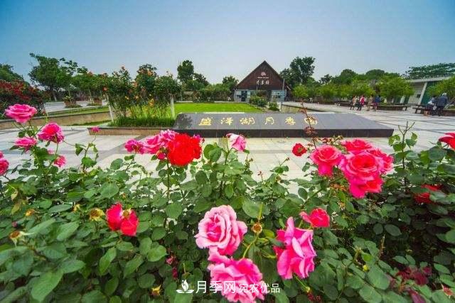 国内首家掷准飞盘赛场,在苏州盛泽湖月季公园落成(图1) 国内首家掷准飞盘赛场,在苏州盛泽湖月季公园落成(图1)