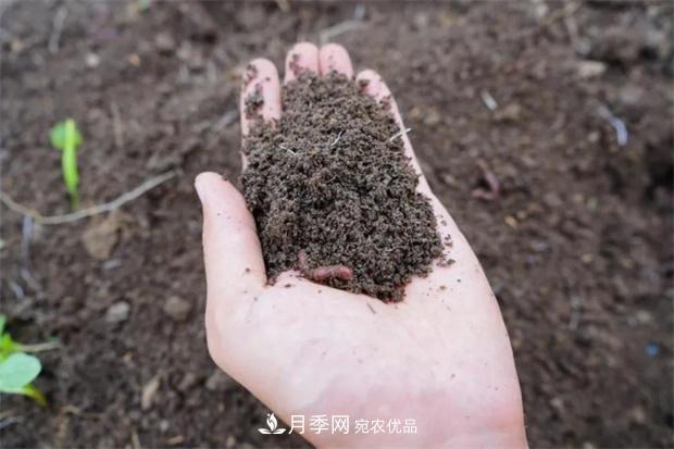 9月又到换盆时,盆里加点“特殊料”,怎么养都爆盆(图4) 9月又到换盆时,盆里加点“特殊料”,怎么养都爆盆(图4)