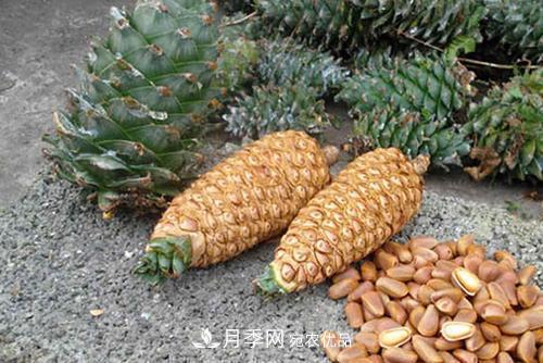 9月又到换盆时,盆里加点“特殊料”,怎么养都爆盆(图3) 9月又到换盆时,盆里加点“特殊料”,怎么养都爆盆(图3)