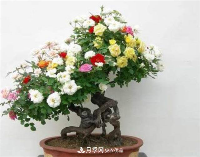 树桩盆景月季四季施肥三要点(图1) 树桩盆景月季四季施肥三要点(图1)