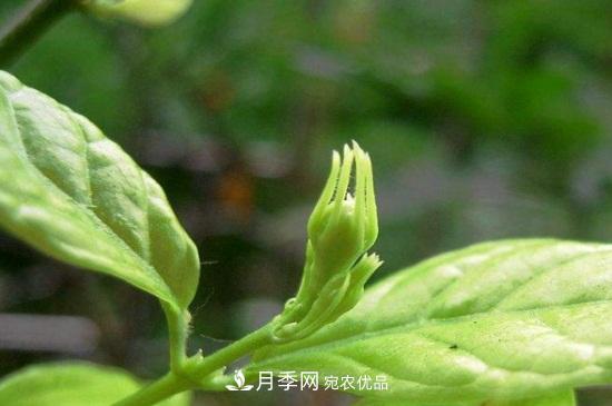 月季叶子卷曲没有虫,是什么原因(图1) 月季叶子卷曲没有虫,是什么原因(图1)