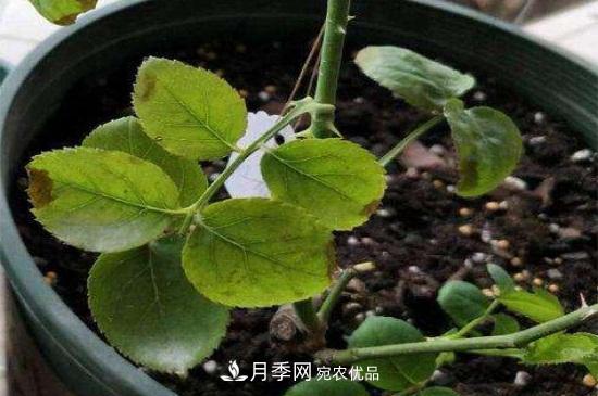 月季叶子卷曲没有虫,是什么原因(图2) 月季叶子卷曲没有虫,是什么原因(图2)