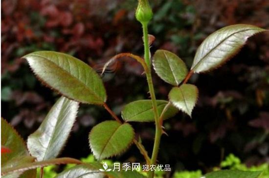 月季叶子卷曲没有虫,是什么原因(图3) 月季叶子卷曲没有虫,是什么原因(图3)