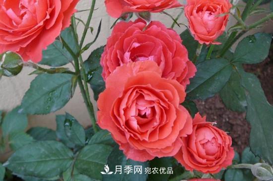 月季花的扦插养殖方法(图2)