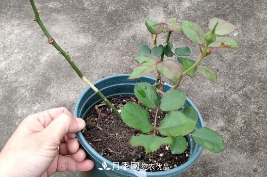 月季插条生根新方法(图1) 月季插条生根新方法(图1)