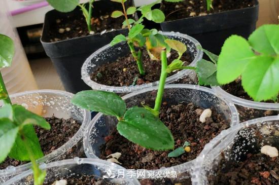 月季插条生根新方法(图2) 月季插条生根新方法(图2)