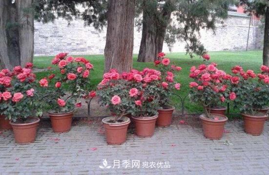 新买的月季花怎么盆栽,4个步骤养出娇嫩美艳的月季花(图2) 新买的月季花怎么盆栽,4个步骤养出娇嫩美艳的月季花(图2)