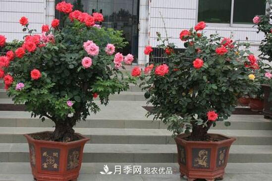 新买的月季花怎么盆栽,4个步骤养出娇嫩美艳的月季花(图1) 新买的月季花怎么盆栽,4个步骤养出娇嫩美艳的月季花(图1)