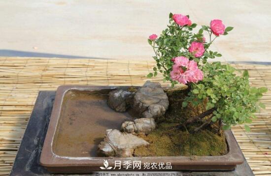 新买的月季花怎么盆栽,4个步骤养出娇嫩美艳的月季花(图5) 新买的月季花怎么盆栽,4个步骤养出娇嫩美艳的月季花(图5)