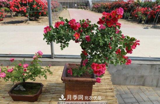 新买的月季花怎么盆栽,4个步骤养出娇嫩美艳的月季花(图3) 新买的月季花怎么盆栽,4个步骤养出娇嫩美艳的月季花(图3)