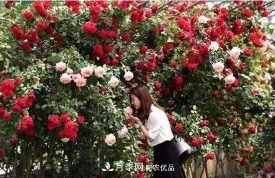 新买的月季花怎么盆栽,4个步骤养出娇嫩美艳的月季花(图4) 新买的月季花怎么盆栽,4个步骤养出娇嫩美艳的月季花(图4)