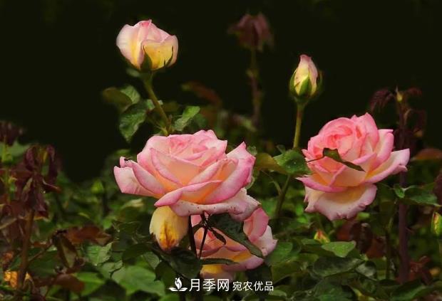 双膜掩盖月季定植后的办理(图1) 双膜掩盖月季定植后的办理(图1)