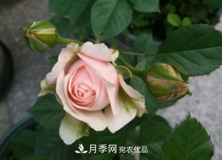 月季小叶病的防治方法(图1) 月季小叶病的防治方法(图1)