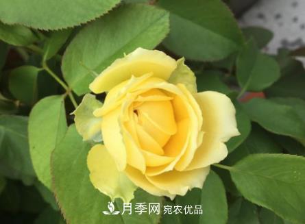 月季小叶病的防治方法(图2) 月季小叶病的防治方法(图2)