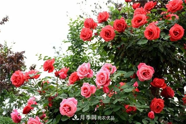 月季之都，陕西韩城市打造月季花海文化名城(相册)(图4)