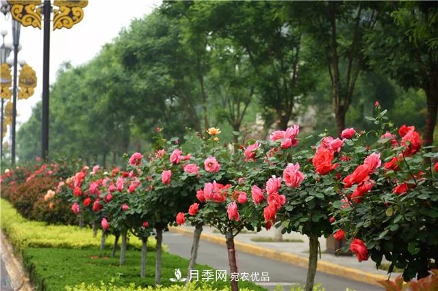 月季之都，陕西韩城市打造月季花海文化名城(相册)(图6)