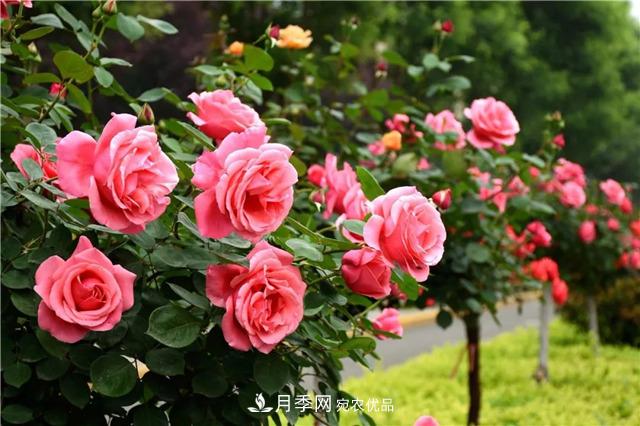 月季之都，陕西韩城市打造月季花海文化名城(相册)(图7)