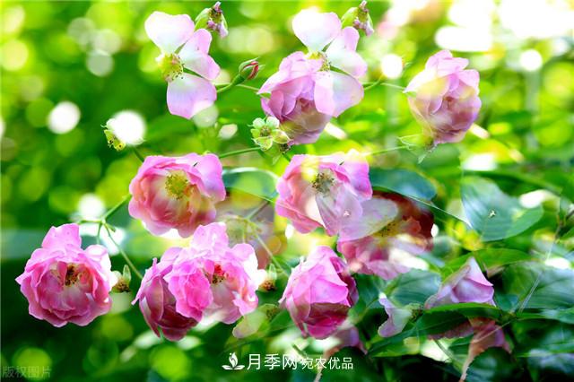 秋天种月季要注意四个问题,否则难养好,越养越心烦(图1) 秋天种月季要注意四个问题,否则难养好(图1)