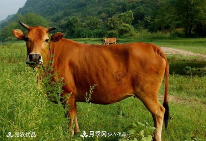 南阳特产：南阳黄牛(图1)
