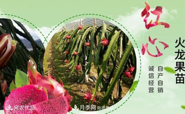 南阳市红心火龙果苗种植基地(图1)