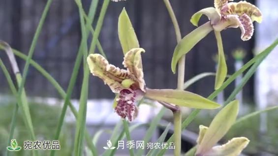 桐柏县大河镇小兰花变身脱贫致富金草(图2)