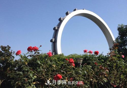 常州紫荆公园走红,被称“世界名称园”,免门票创世界第壹(图2) 常州紫荆公园走红,被称世界月季名园,免门票创记录(图2)