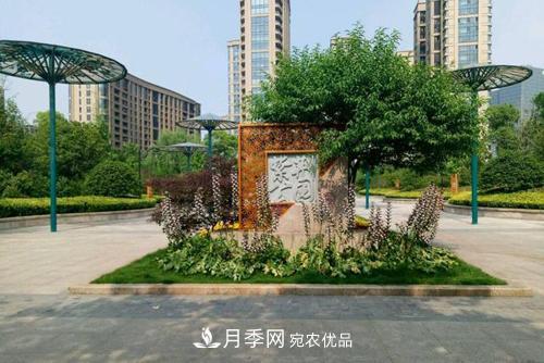 常州紫荆公园走红,被称“世界名称园”,免门票创世界第壹(图3) 常州紫荆公园走红,被称世界月季名园,免门票创记录(图3)