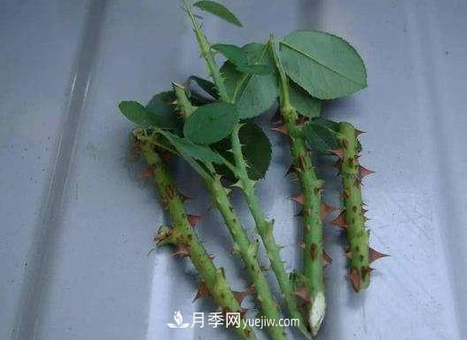 月季剪个枝,插到土里能生根吗?(图3) 月季剪个枝,插到土里能生根吗?(图3)