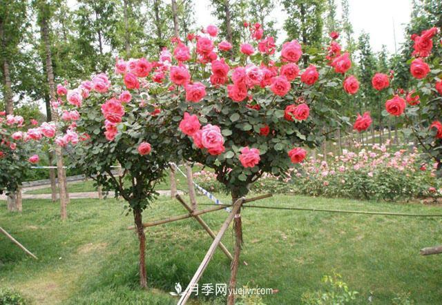 新品种树状月季花期长生命力强,院子阳台都可以种植!(图2) 新品种树状月季花期长生命力强,院子阳台都可以种植!(图2)