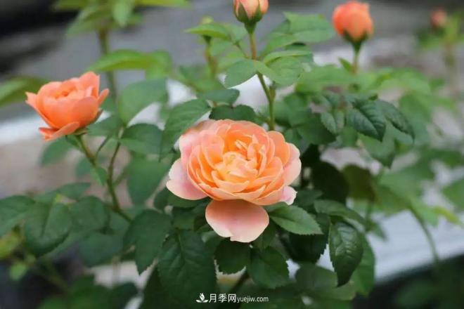 耐看的10种月季:非常养眼,你养过几种(图1) 耐看的10种月季:非常养眼,你养过几种(图1)