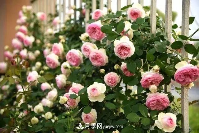 耐看的10种月季:非常养眼,你养过几种(图2) 耐看的10种月季:非常养眼,你养过几种(图2)