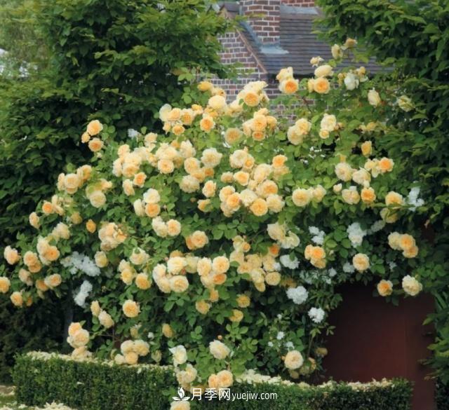 耐看的10种月季:非常养眼,你养过几种(图4) 耐看的10种月季:非常养眼,你养过几种(图4)