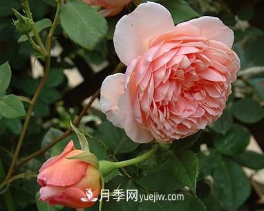 耐看的10种月季:非常养眼,你养过几种(图8) 耐看的10种月季:非常养眼,你养过几种(图8)