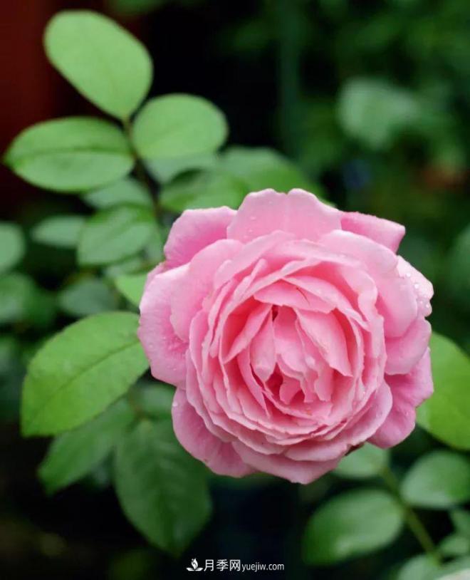 耐看的10种月季:非常养眼,你养过几种(图7) 耐看的10种月季:非常养眼,你养过几种(图7)