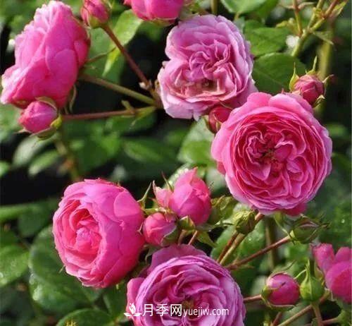 耐看的10种月季:非常养眼,你养过几种(图6) 耐看的10种月季:非常养眼,你养过几种(图6)