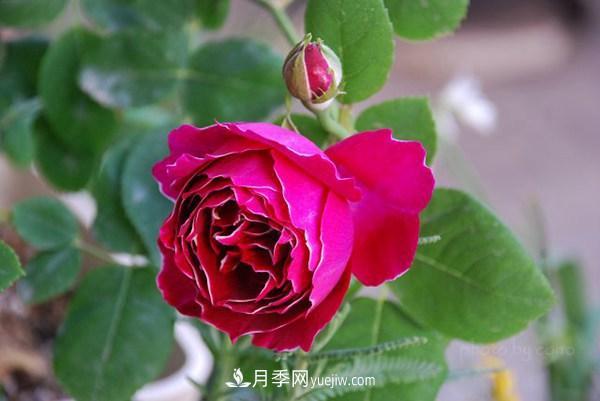 耐看的10种月季:非常养眼,你养过几种(图5) 耐看的10种月季:非常养眼,你养过几种(图5)