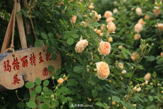 耐看的10种月季:非常养眼,你养过几种(图3) 耐看的10种月季:非常养眼,你养过几种(图3)