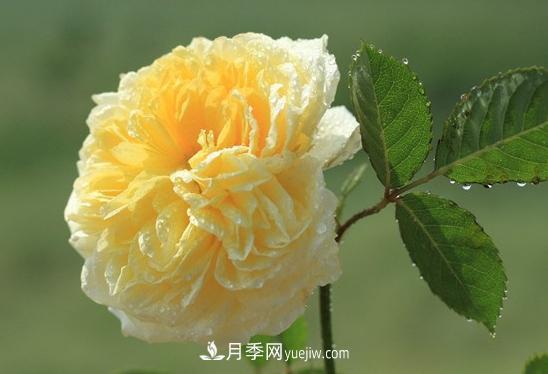 耐看的10种月季:非常养眼,你养过几种(图9) 耐看的10种月季:非常养眼,你养过几种(图9)