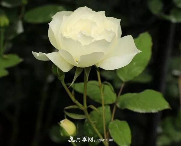 耐看的10种月季:非常养眼,你养过几种(图10) 耐看的10种月季:非常养眼,你养过几种(图10)