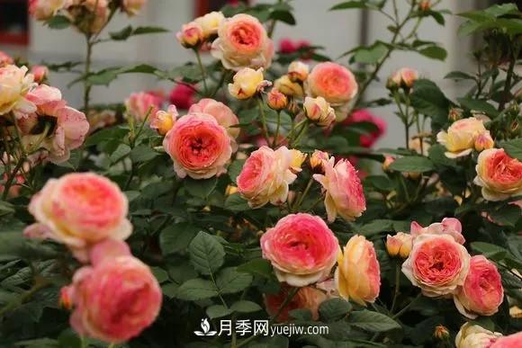 这6种月季,抗病强花量大还耐晒,养一棵就很美(图1) 这6种月季,抗病强花量大还耐晒,养一棵就很美(图1)