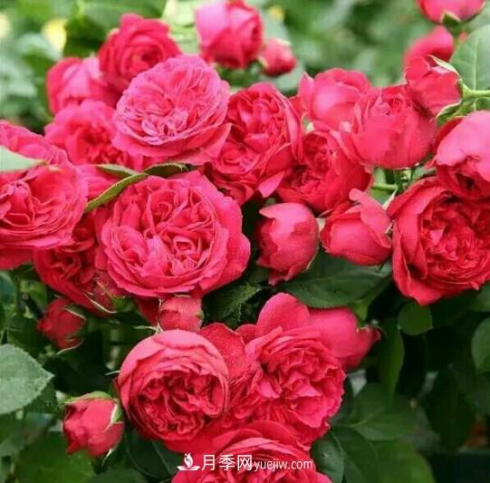 这6种月季,抗病强花量大还耐晒,养一棵就很美(图3) 这6种月季,抗病强花量大还耐晒,养一棵就很美(图3)