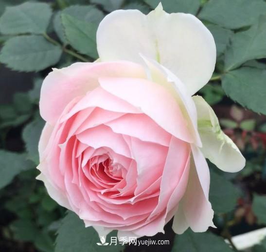 这6种月季,抗病强花量大还耐晒,养一棵就很美(图4) 这6种月季,抗病强花量大还耐晒,养一棵就很美(图4)