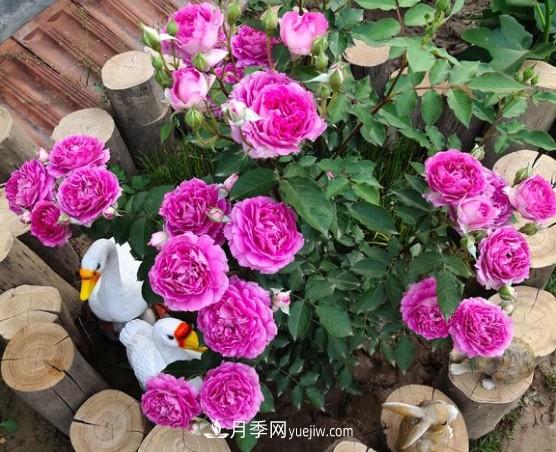 这6种月季,抗病强花量大还耐晒,养一棵就很美(图5) 这6种月季,抗病强花量大还耐晒,养一棵就很美(图5)