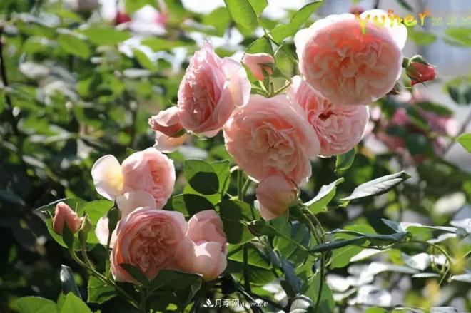 这6种月季,抗病强花量大还耐晒,养一棵就很美(图7) 这6种月季,抗病强花量大还耐晒,养一棵就很美(图7)