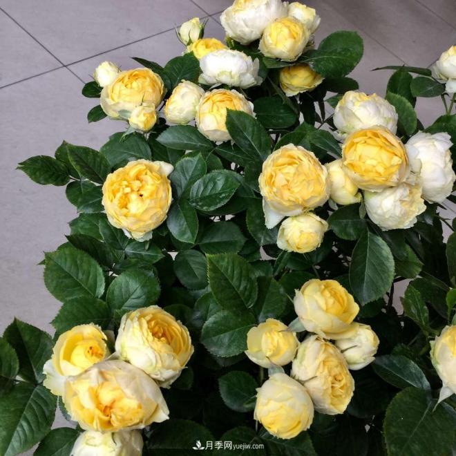 非常“勤奋”的4个月季品种,1年开花不断,关键抗病性好(图3) 非常“勤奋”的4个月季品种,1年开花不断,关键抗病性好(图3)