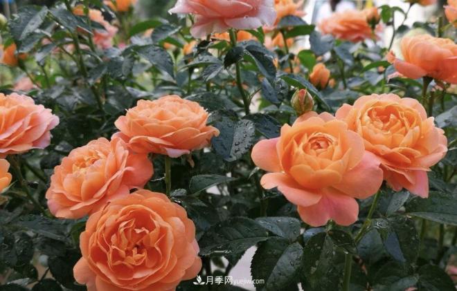 非常“勤奋”的4个月季品种,1年开花不断,关键抗病性好(图2) 非常“勤奋”的4个月季品种,1年开花不断,关键抗病性好(图2)