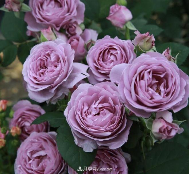 非常“勤奋”的4个月季品种,1年开花不断,关键抗病性好(图1) 非常“勤奋”的4个月季品种,1年开花不断,关键抗病性好(图1)